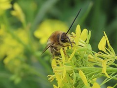 Eucera