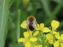 Eucera