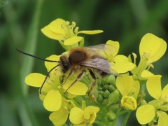 Eucera