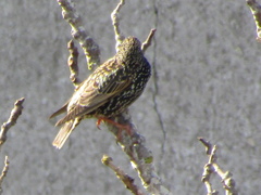 Sturnus vulgaris