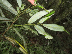 Monanthotaxis caffra