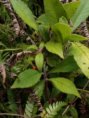 Ardisia villosa