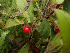 Ardisia villosa