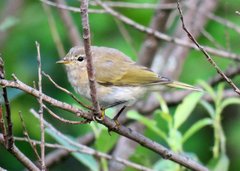 Phylloscopus collybita