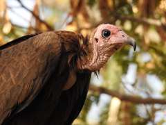 Necrosyrtes monachus