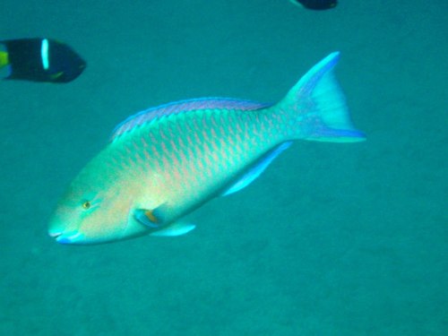 Blauwbruine papegaaivis (Scarus compressus) — Scaridae — 2