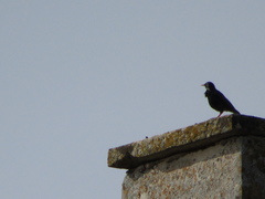 Sturnus vulgaris