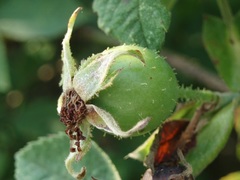 Rosa tomentosa