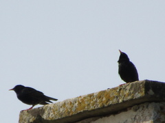 Sturnus vulgaris