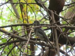 Pachyramphus homochrous
