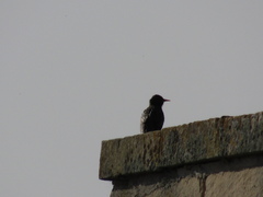Sturnus vulgaris