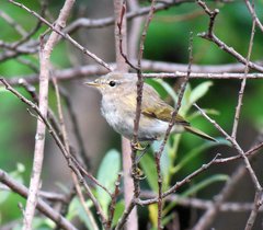 Phylloscopus collybita