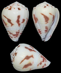 Conus sponsalis