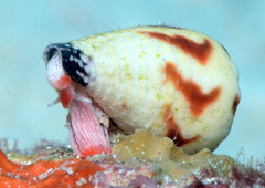 Conus sponsalis