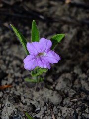 Ruellia geminiflora