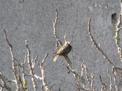 Sturnus vulgaris
