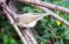 Phylloscopus collybita