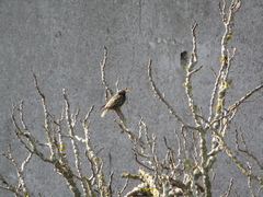 Sturnus vulgaris