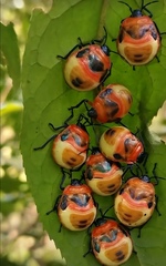 Poecilocoris latus