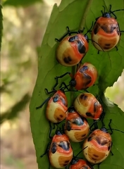 Poecilocoris latus