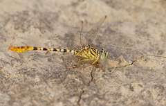 Onychogomphus flexuosus