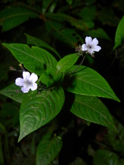 Ruellia rubra