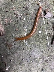 Theatops erythrocephalus