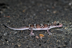 Hemidactylus triedrus