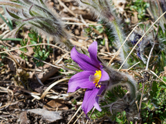 Pulsatilla halleri styriaca