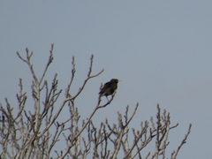 Sturnus vulgaris