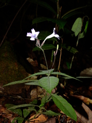 Ruellia rubra