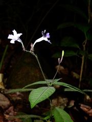 Ruellia rubra