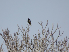 Sturnus vulgaris
