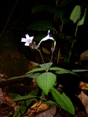 Ruellia rubra