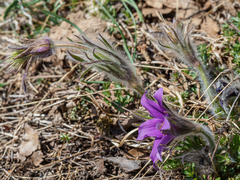 Pulsatilla halleri styriaca