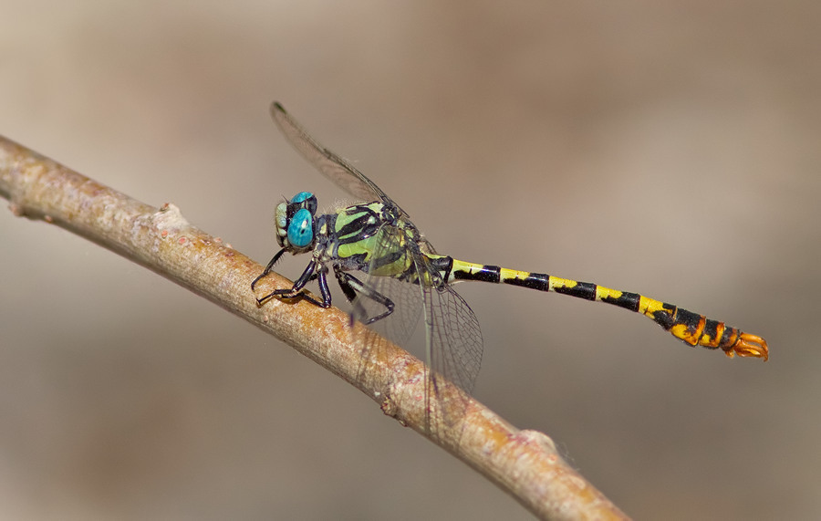 Dark pincertail