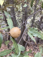 Amphibolips trizonata