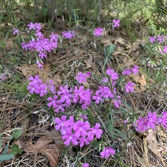 Phlox speciosa