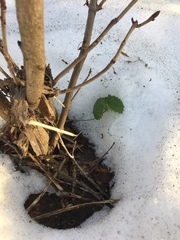 Ranunculus cassubicus
