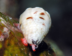 Conus sponsalis