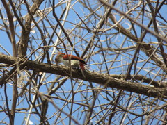 Dryobates callonotus