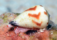 Conus sponsalis