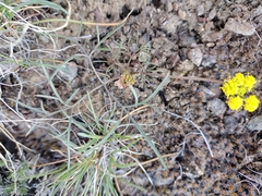 Lomatium farinosum