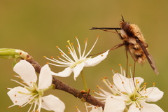 Bombylius major