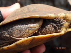 Mesoclemmys tuberculata