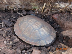 Mesoclemmys tuberculata