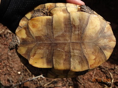 Mesoclemmys tuberculata