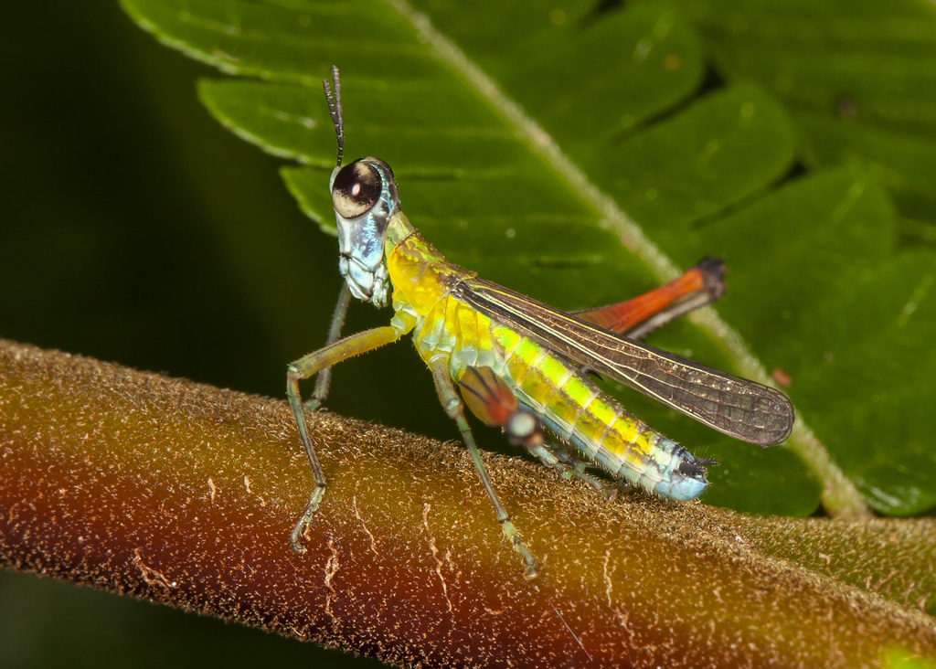 Homeomastax surda