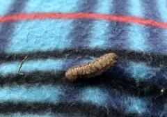 Lepidoptera