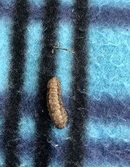 Lepidoptera